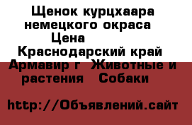 Щенок курцхаара немецкого окраса › Цена ­ 3 000 - Краснодарский край, Армавир г. Животные и растения » Собаки   